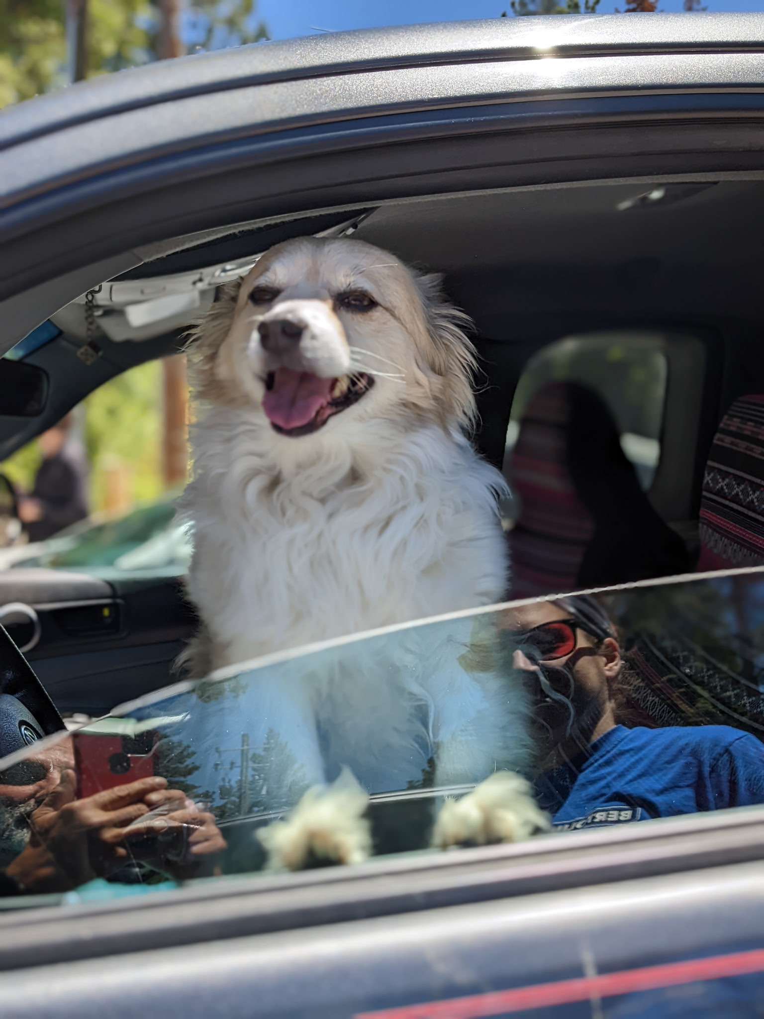Dog Pet Photo