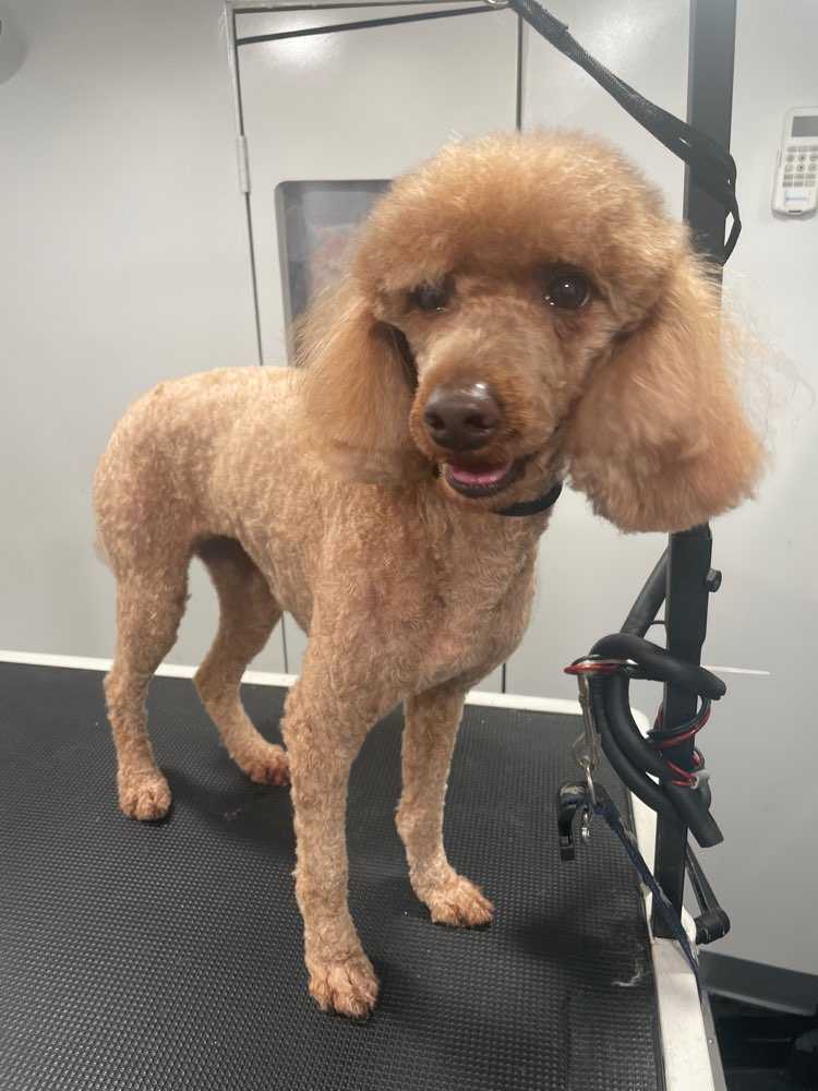 Sophie