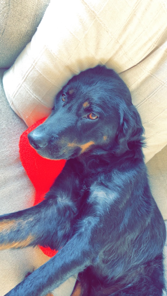 Zaro