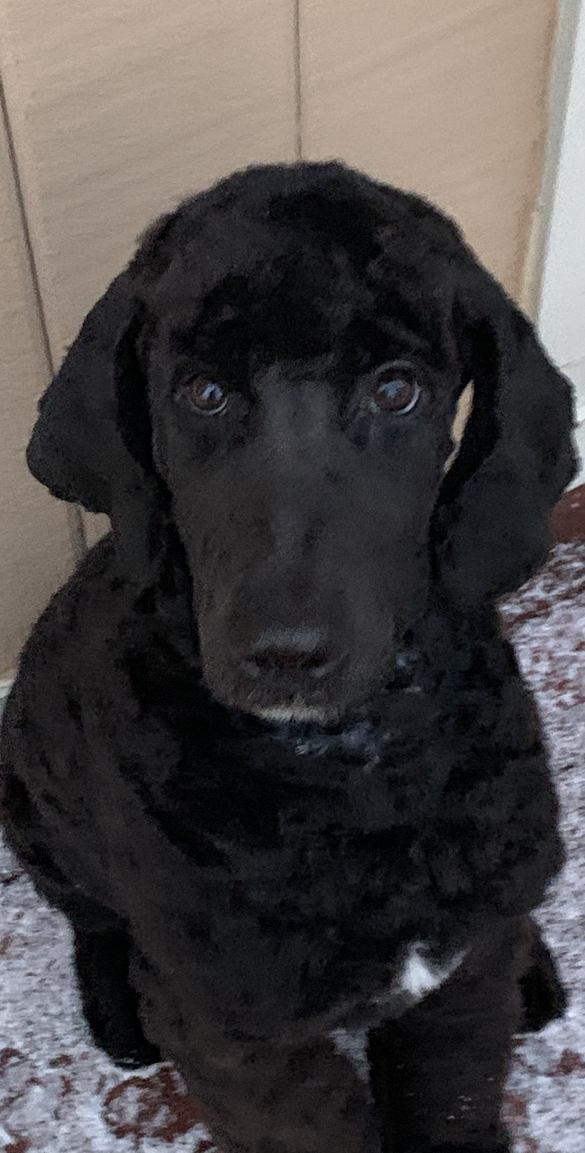 Elliott