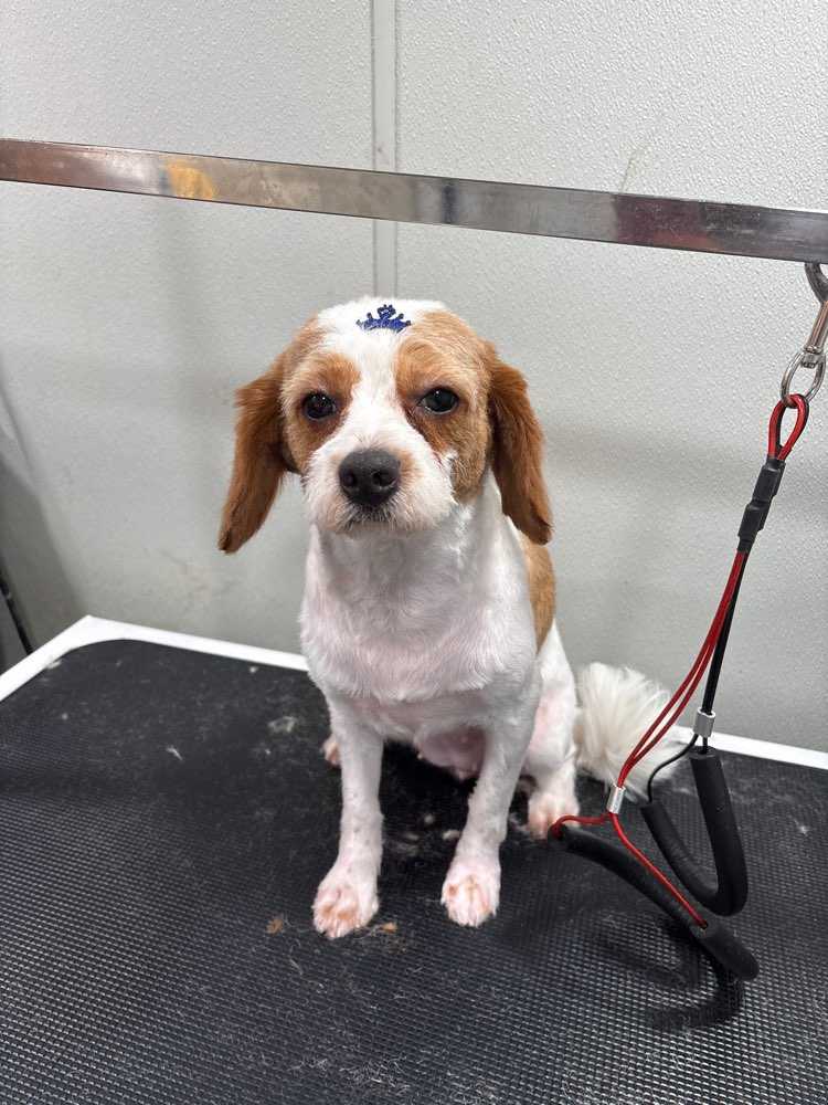 Dog Pet Photo