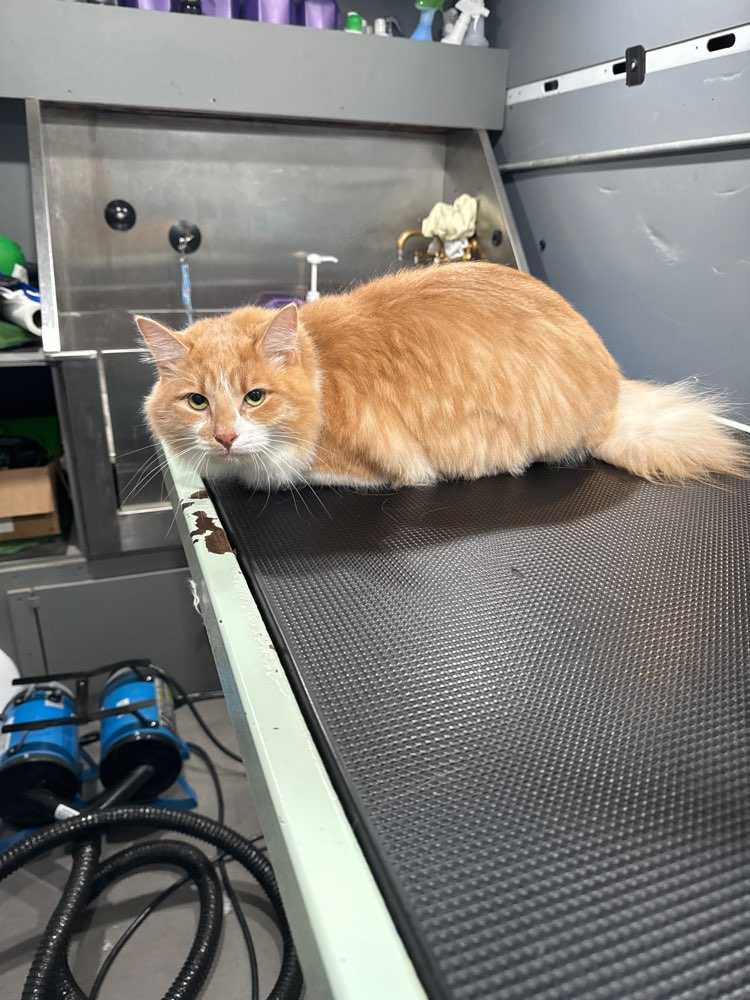 Pet
