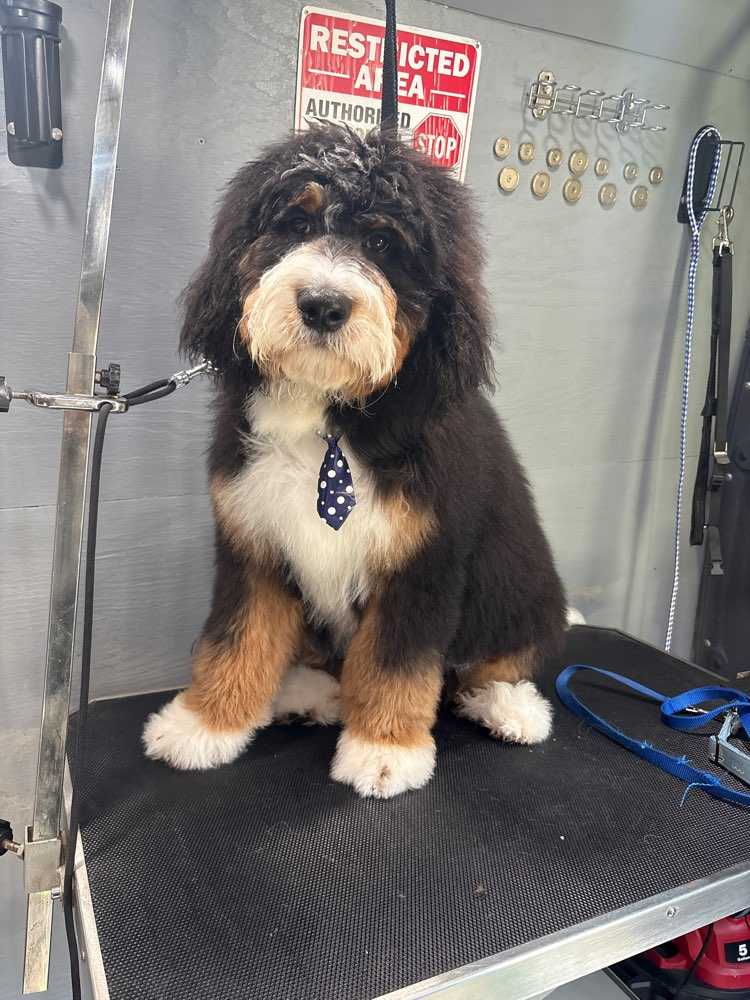 Teddy