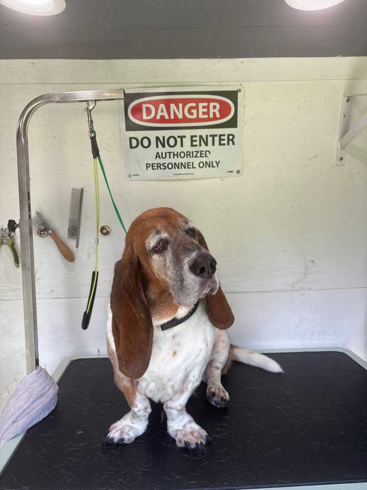 Daisy