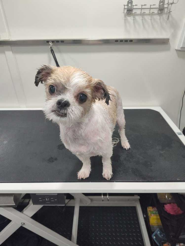 Gizmo