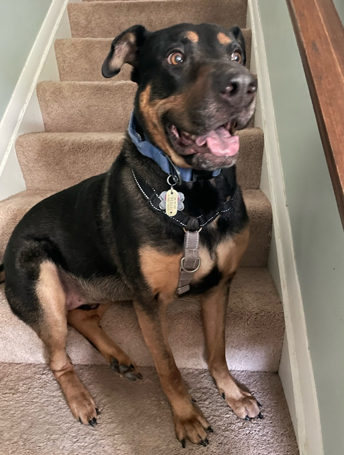 Elmer