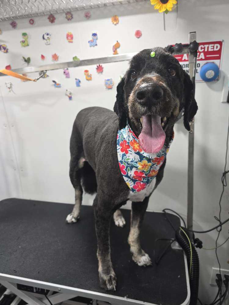 Dog Pet Photo