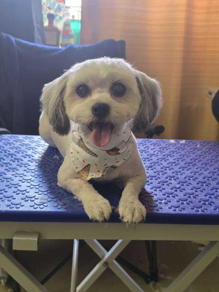 Dog Pet Photo