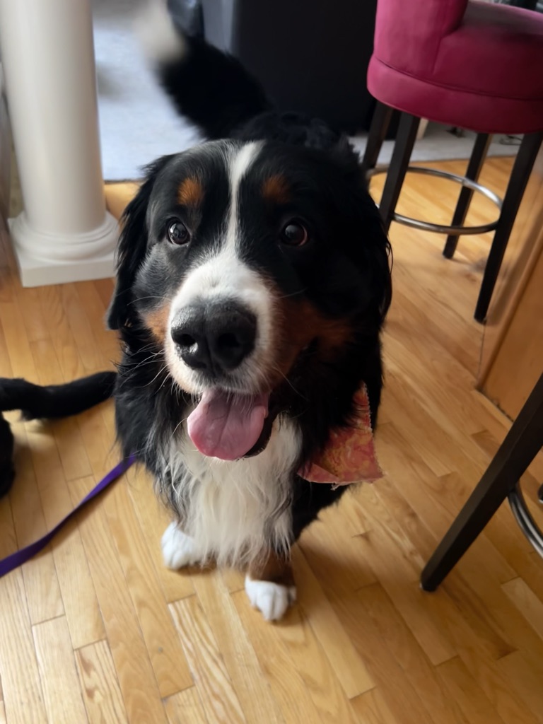 Dog Pet Photo