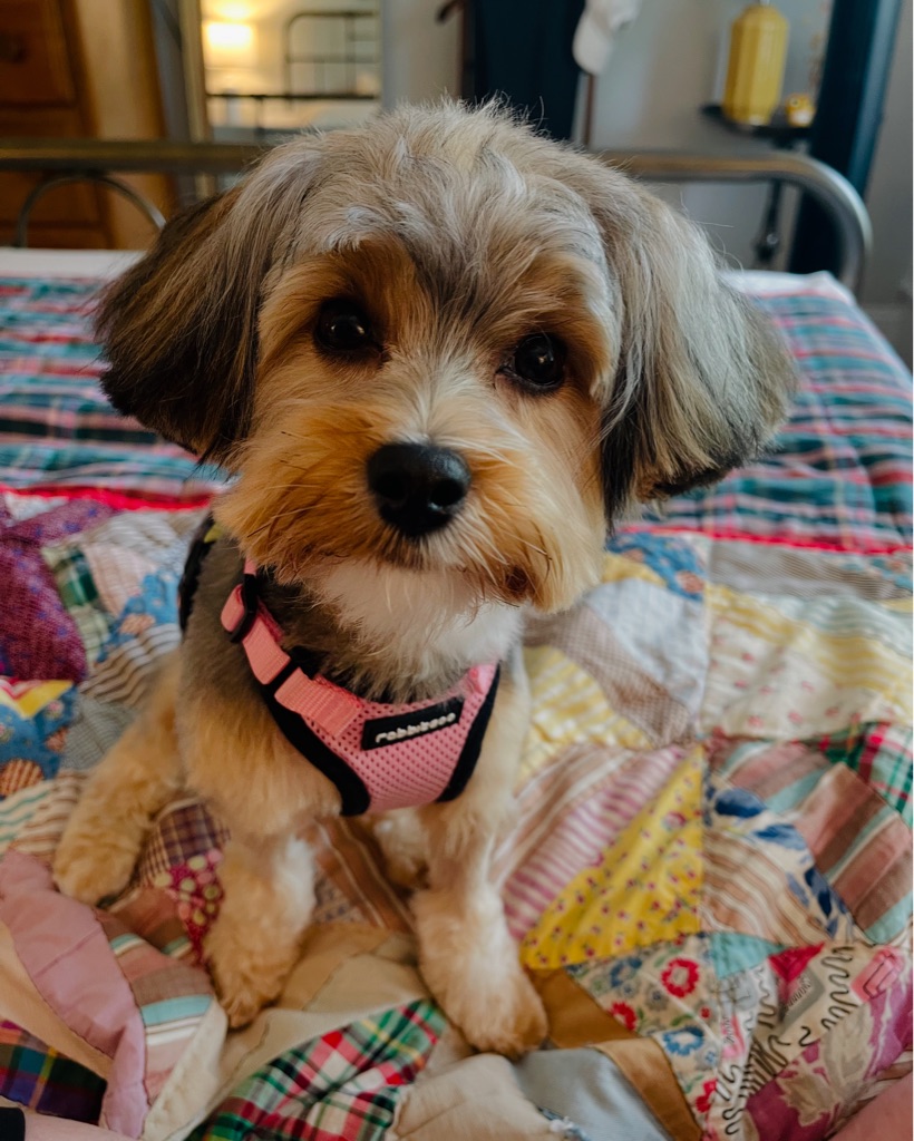 Dog Pet Photo