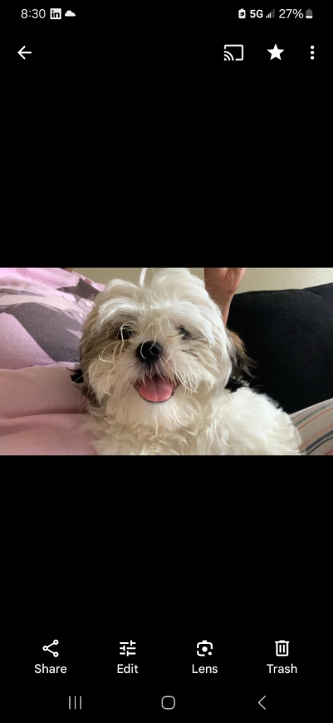Dog Pet Photo