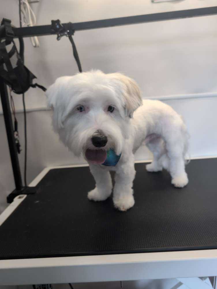 Apollo