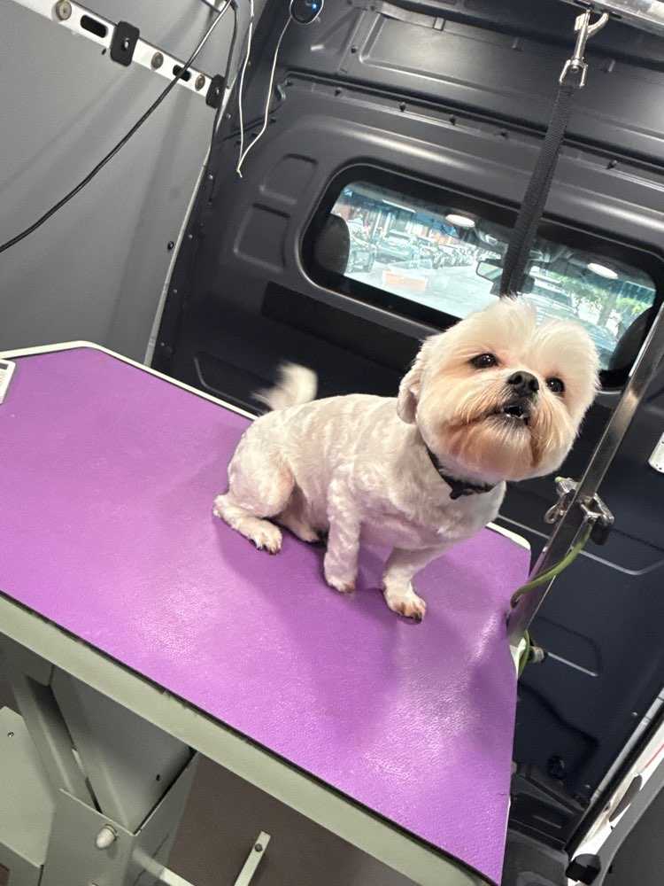 Dog Pet Photo
