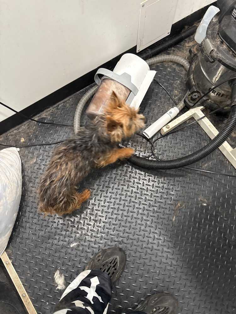 Remy 