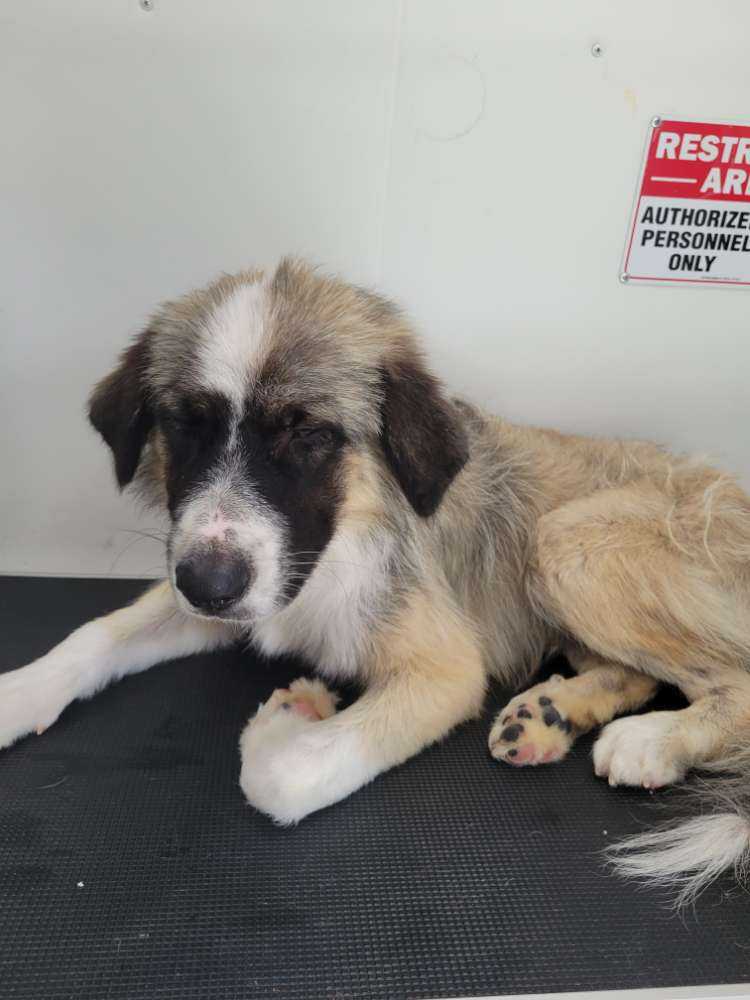 Max