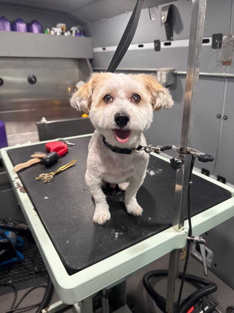 Gus