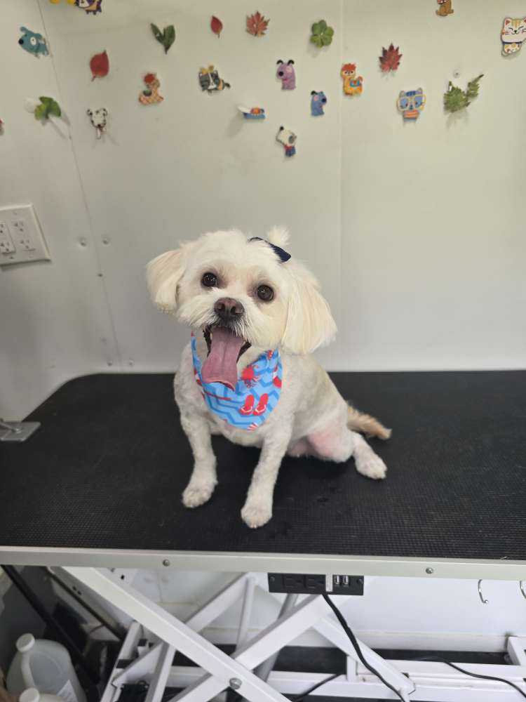Dolly