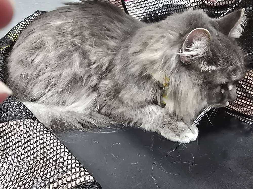 milo