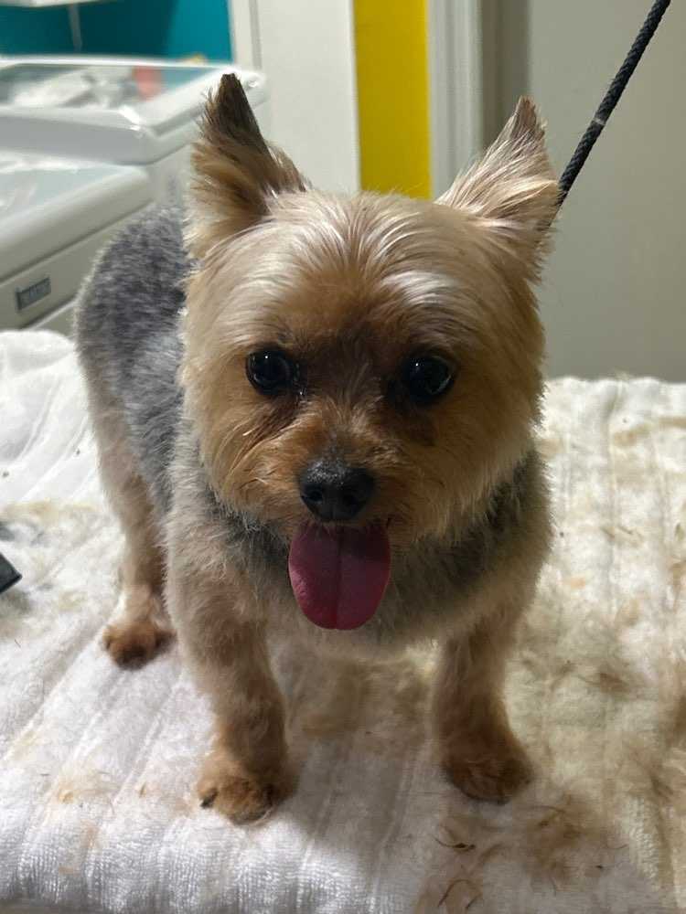 Pet