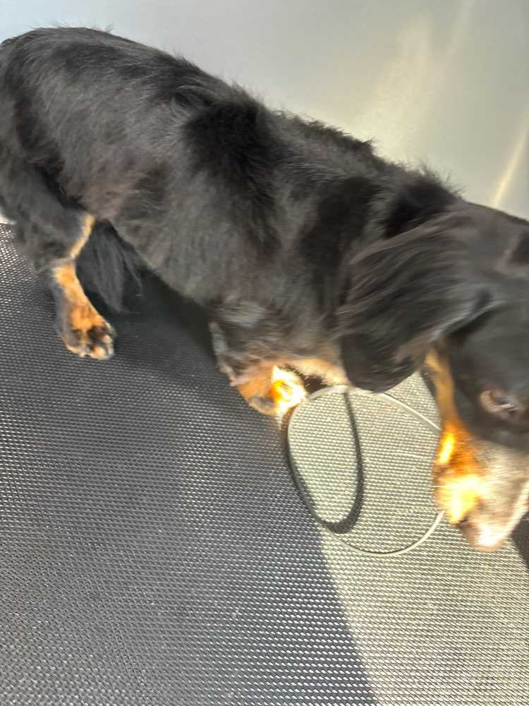 Pet
