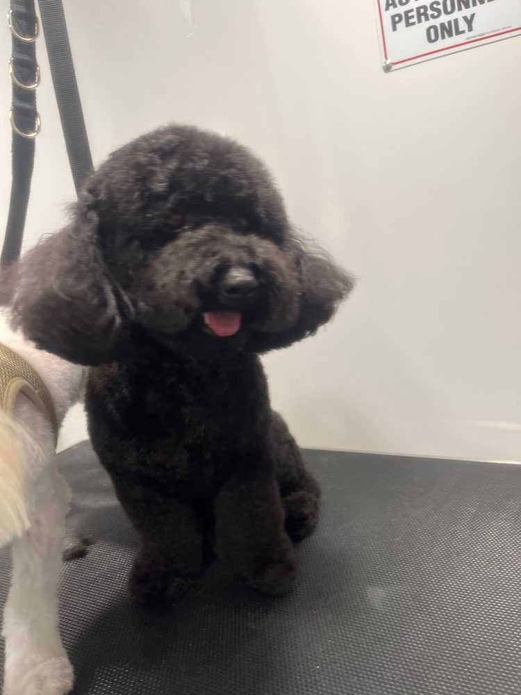 Dog Pet Photo