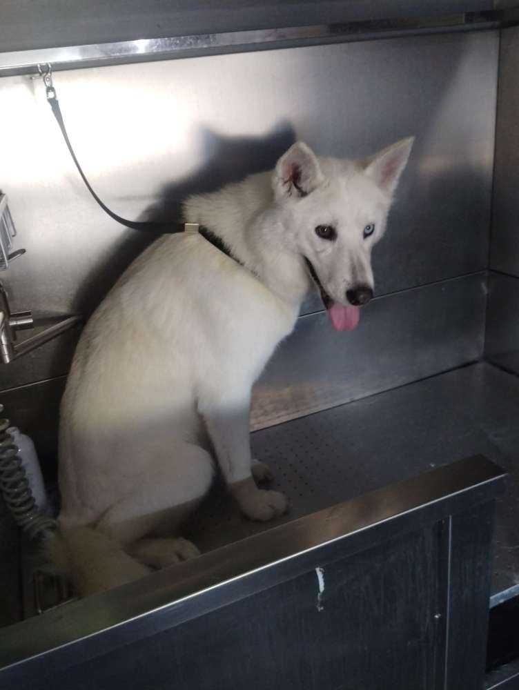 Dog Pet Photo