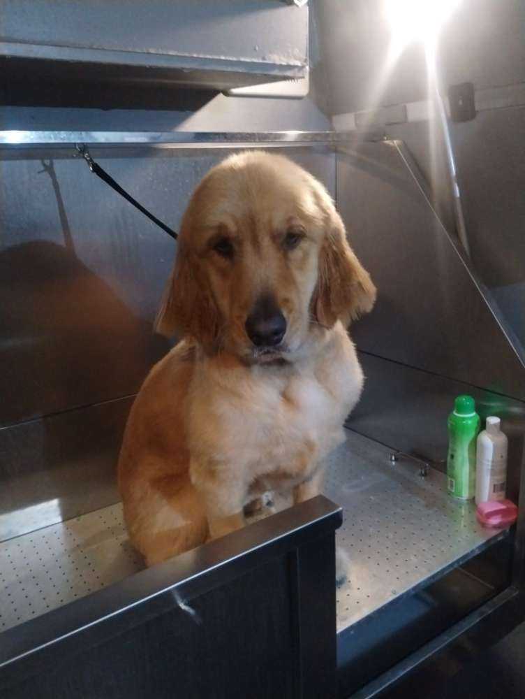Dog Pet Photo