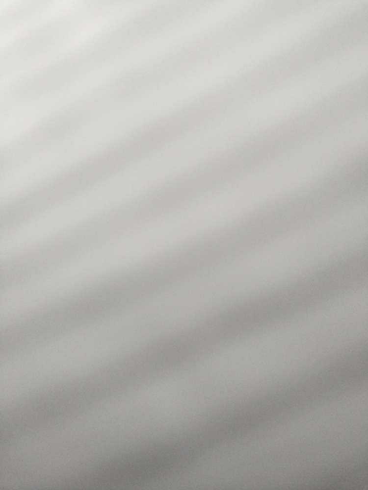 Dog Pet Photo