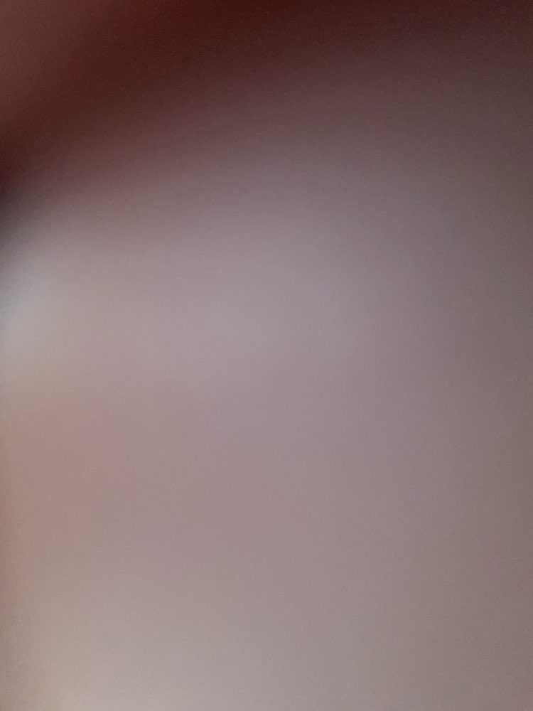Dog Pet Photo