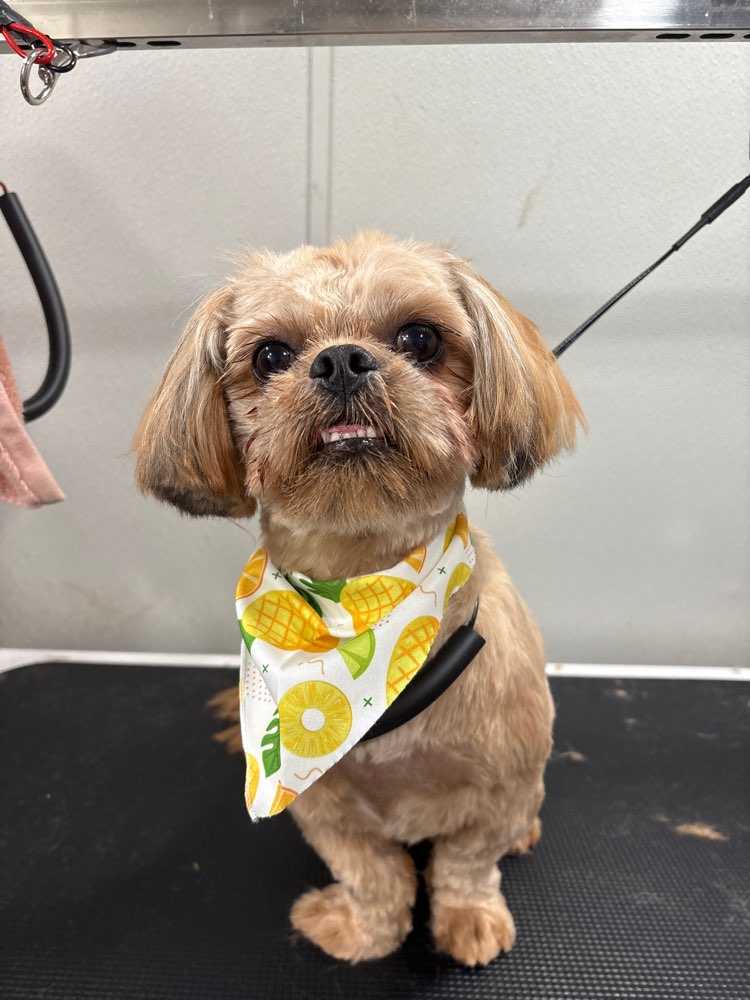 Dog Pet Photo