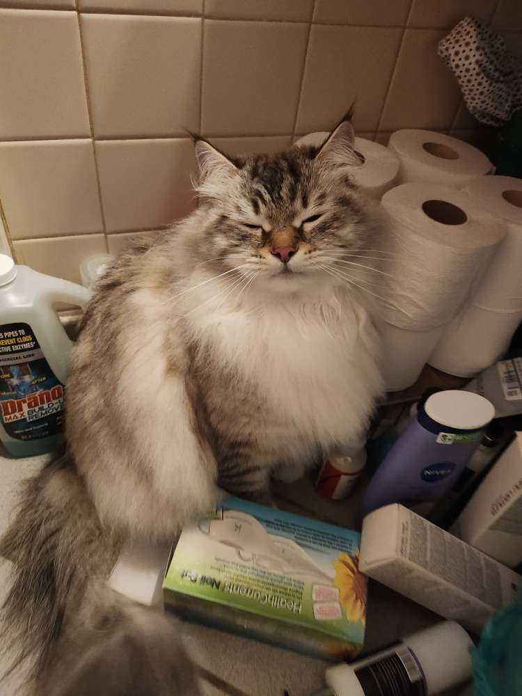 Pet