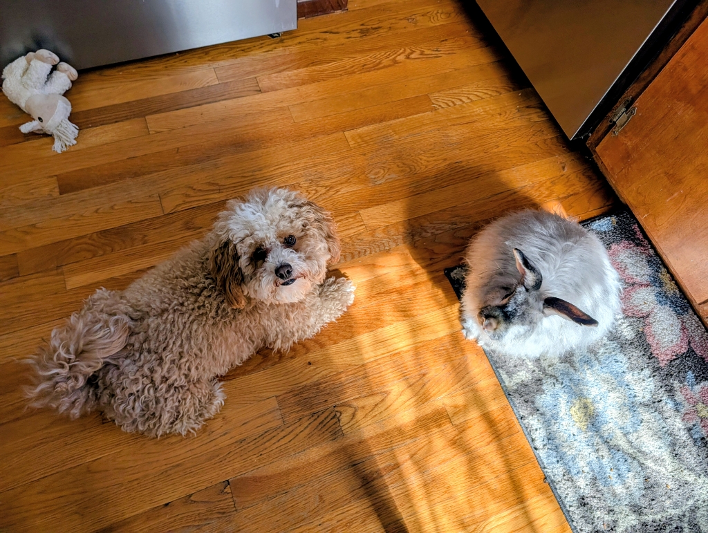 Dog Pet Photo