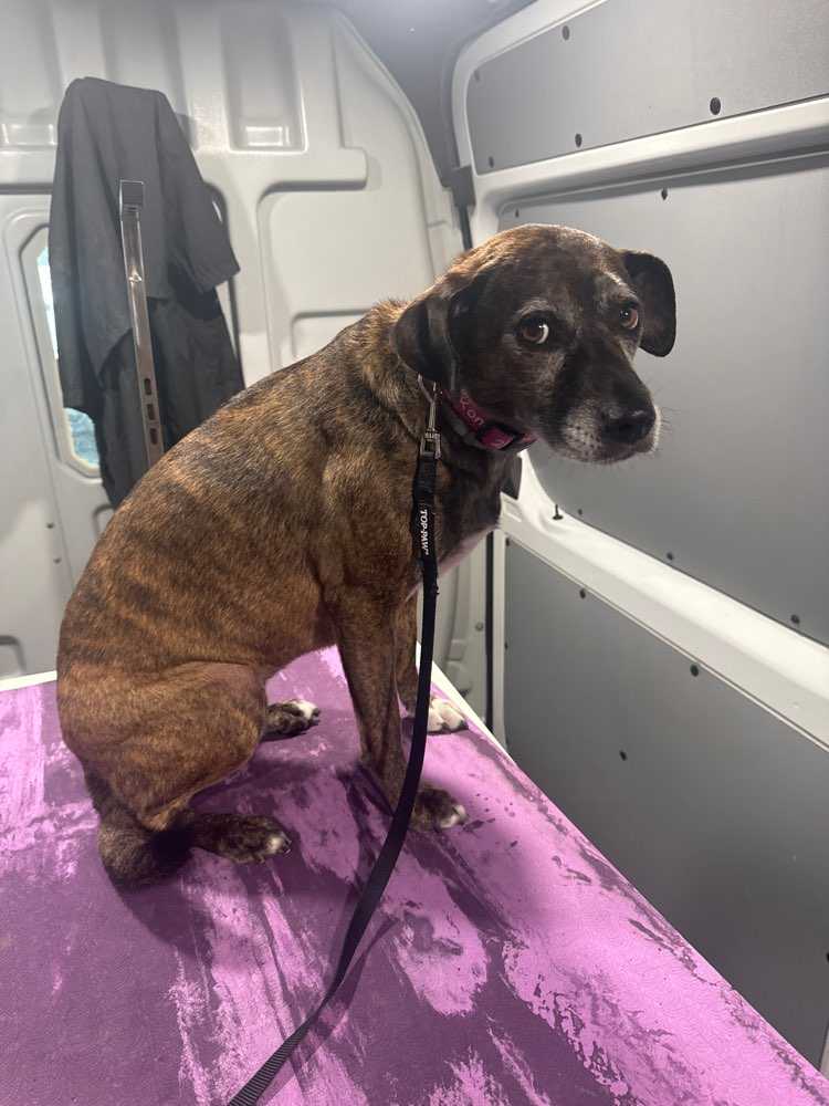 Kona