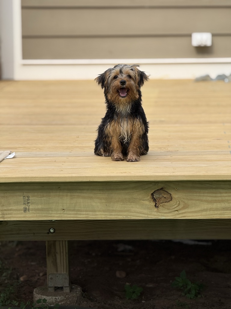 Dog Pet Photo