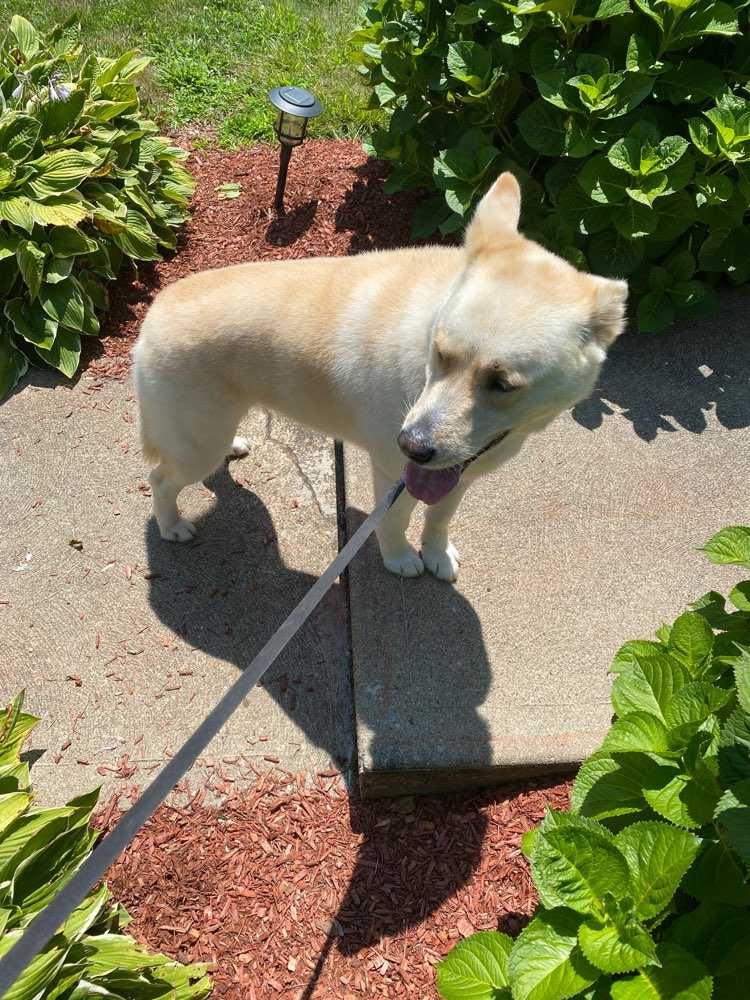Maple