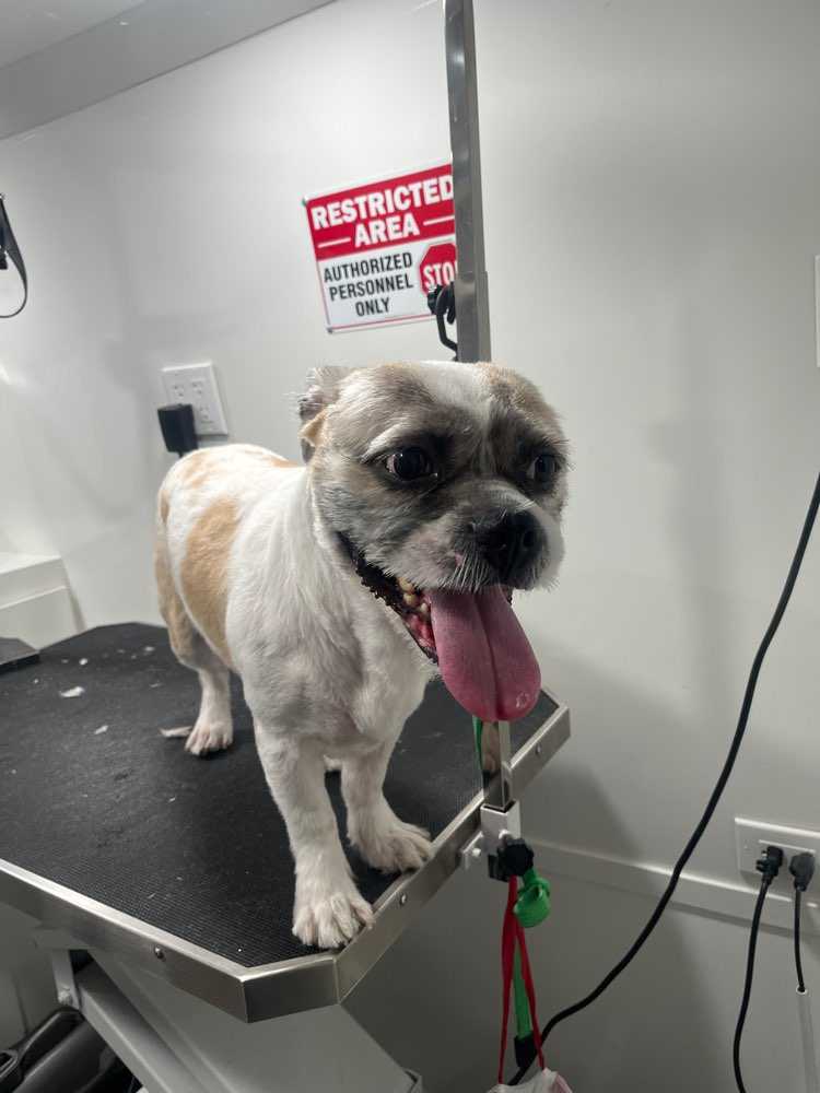 Pet