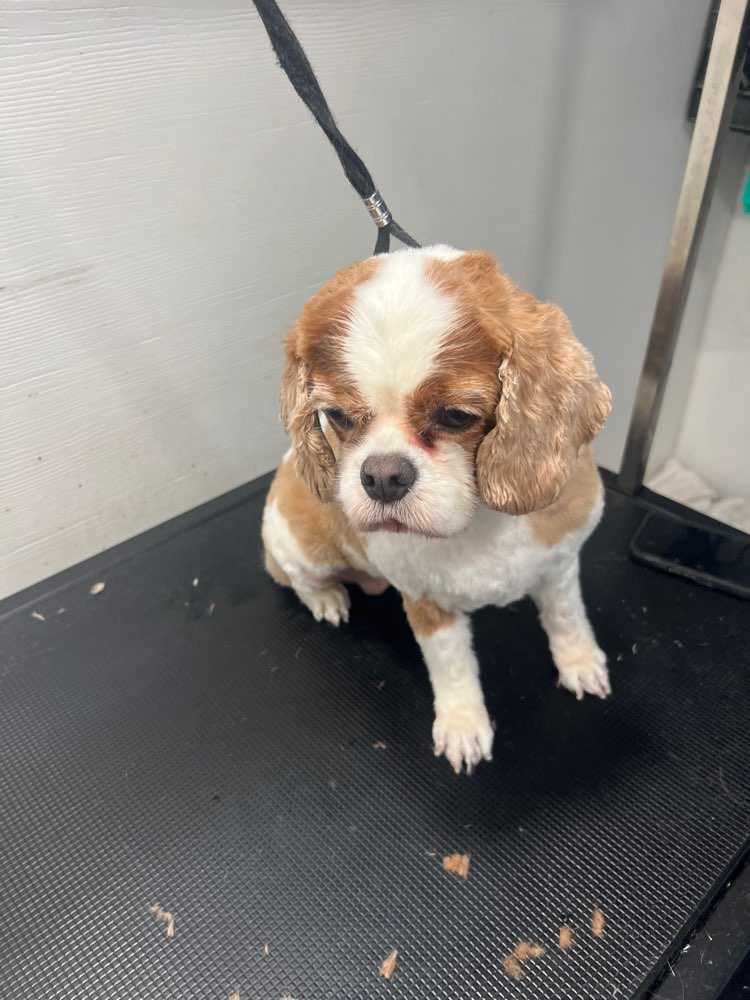 Pet