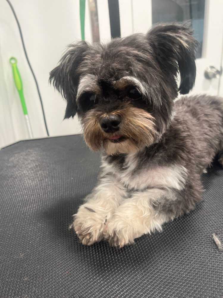 Dog Pet Photo
