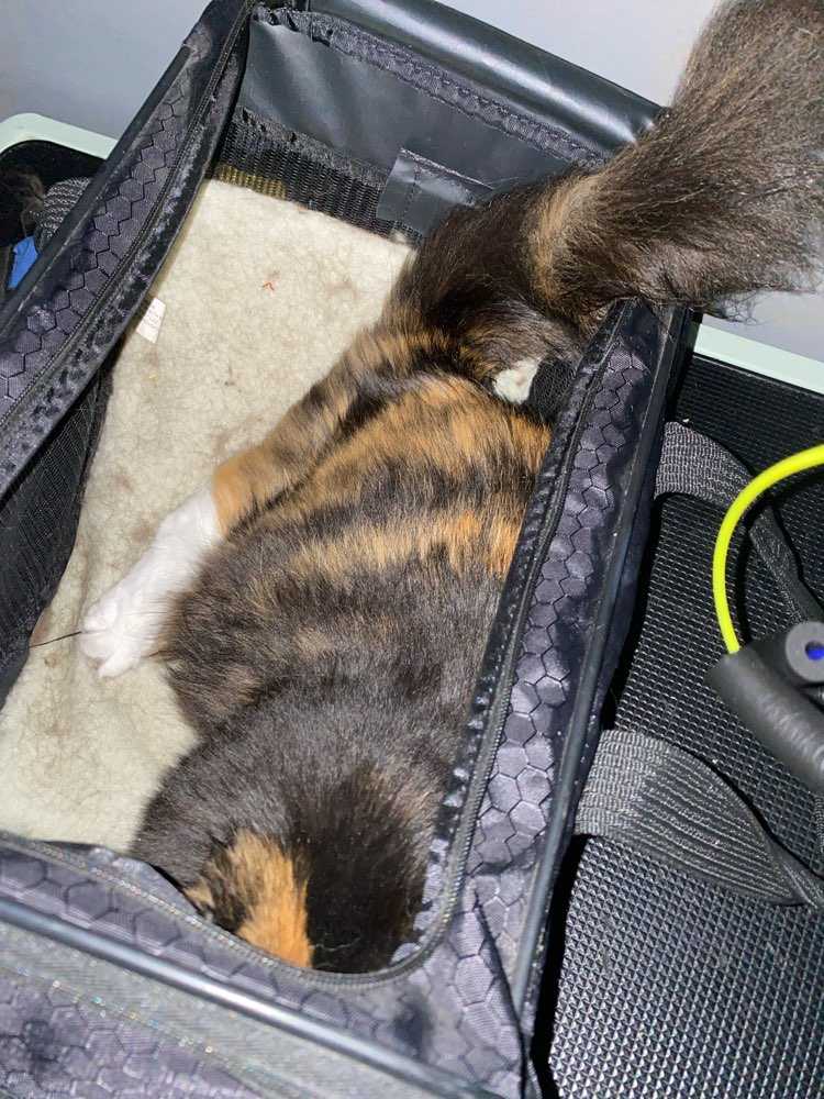 Nutmeg