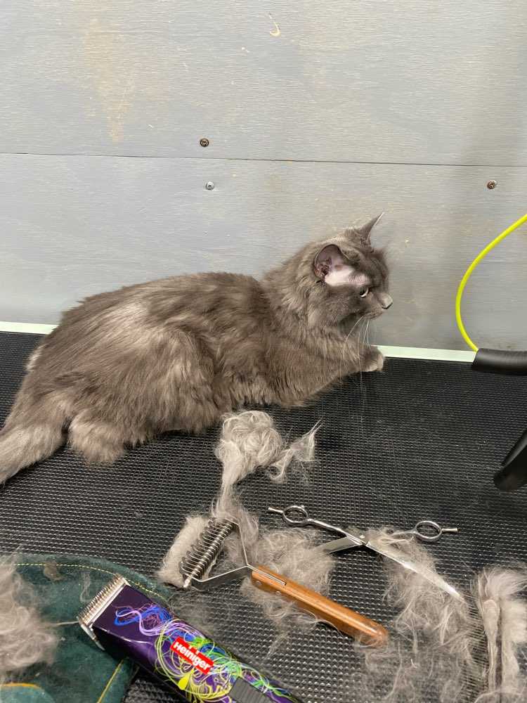 Rosie