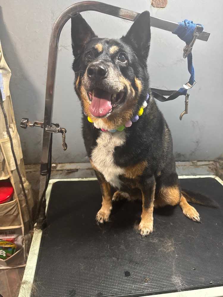 Dog Pet Photo