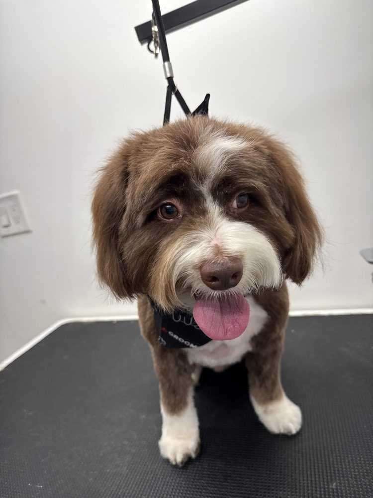 Apollo