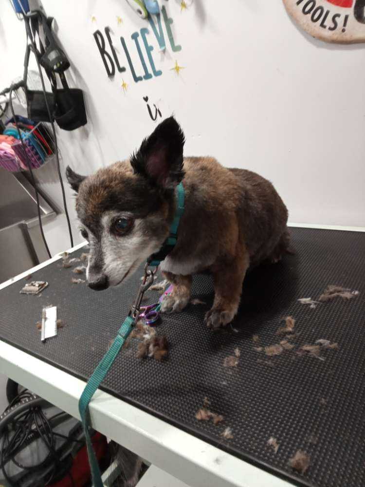 Dog Pet Photo