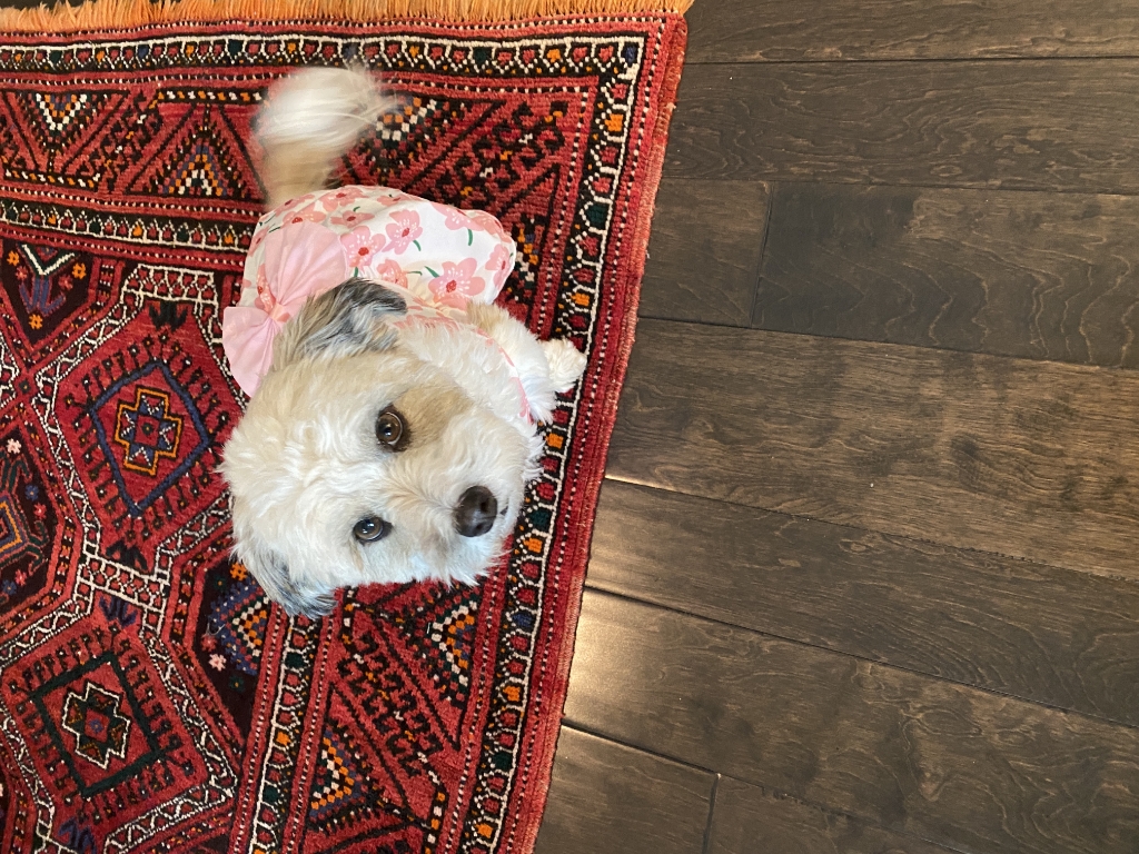 Pet