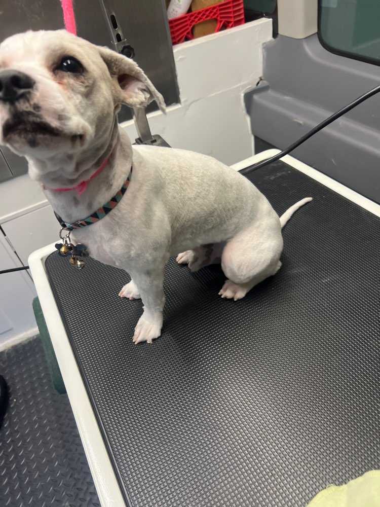 Pet
