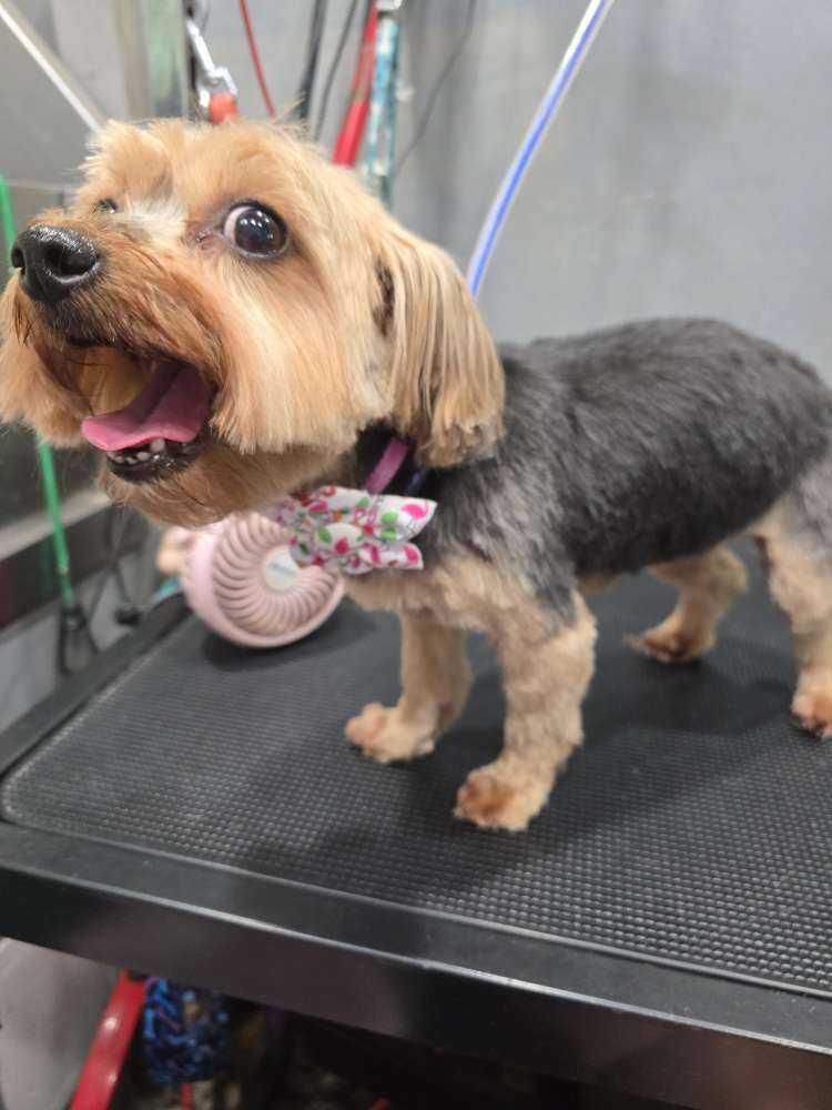 Leia