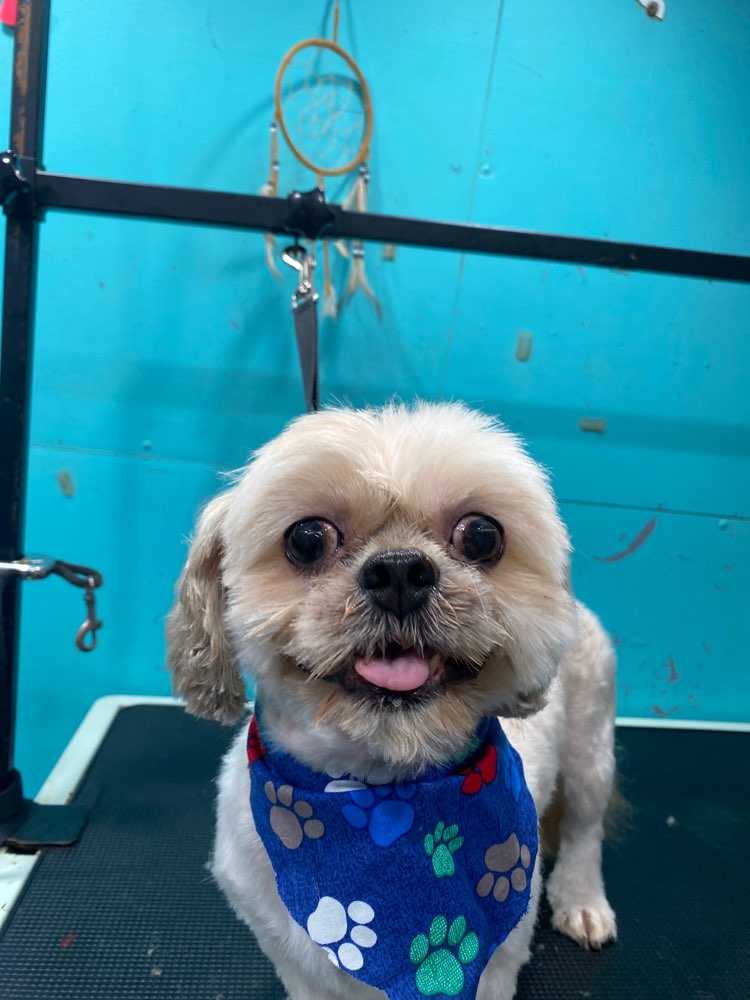 Pet