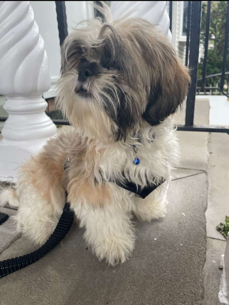 Dog Pet Photo