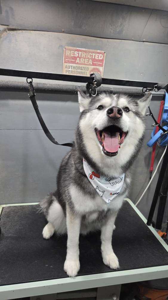 Pet