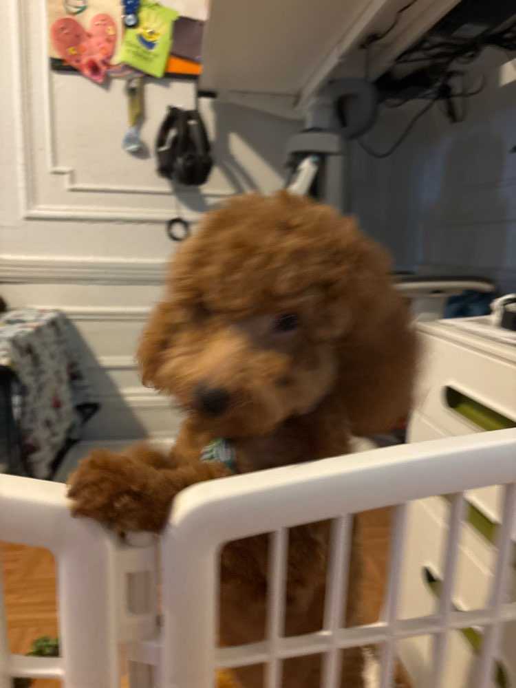 Dog Pet Photo